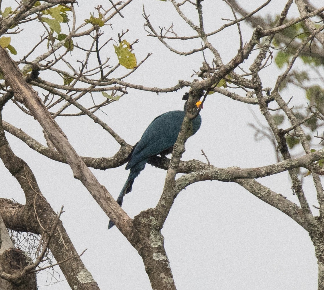 turako velký - ML645227644