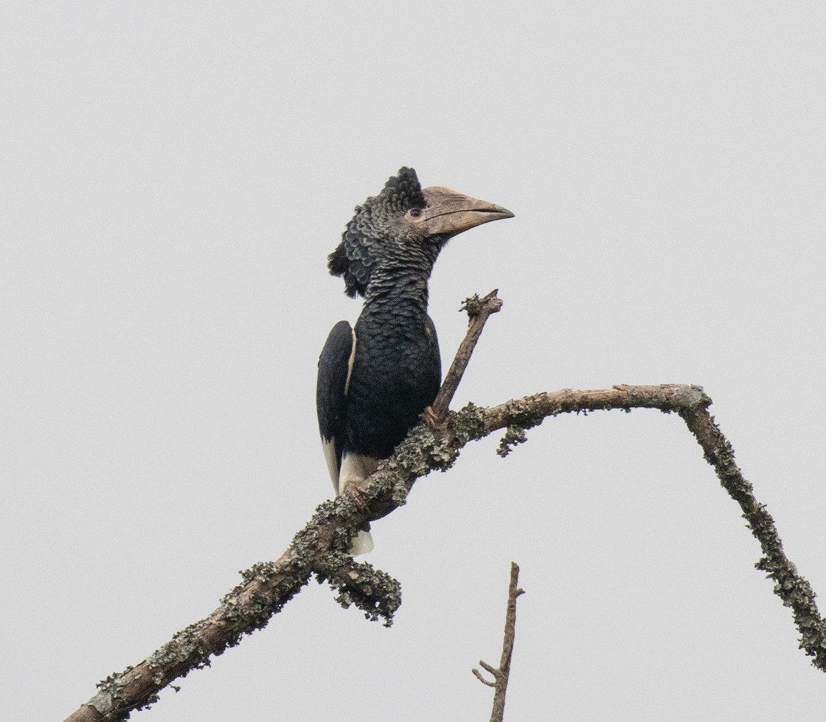 Black-and-white-casqued Hornbill - ML645227647