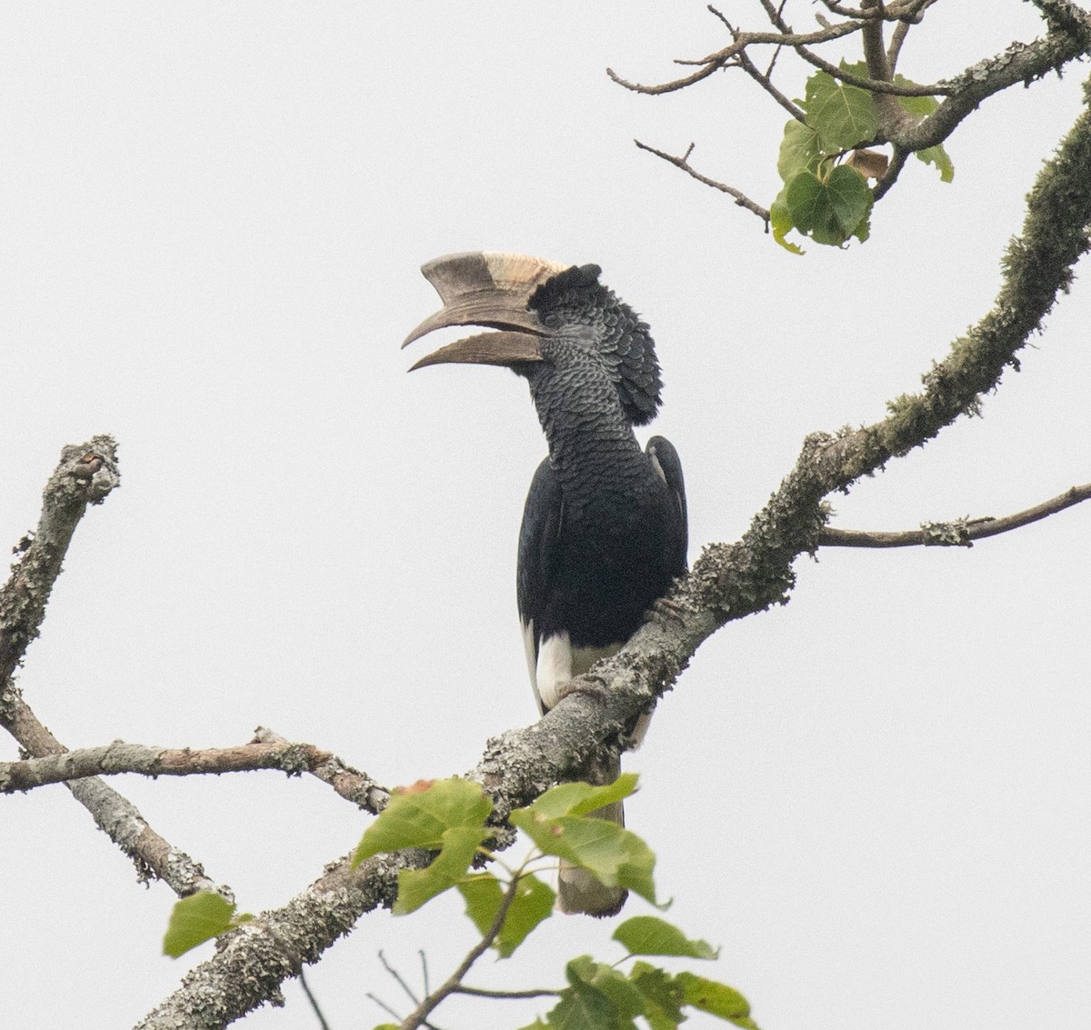 Black-and-white-casqued Hornbill - ML645227650