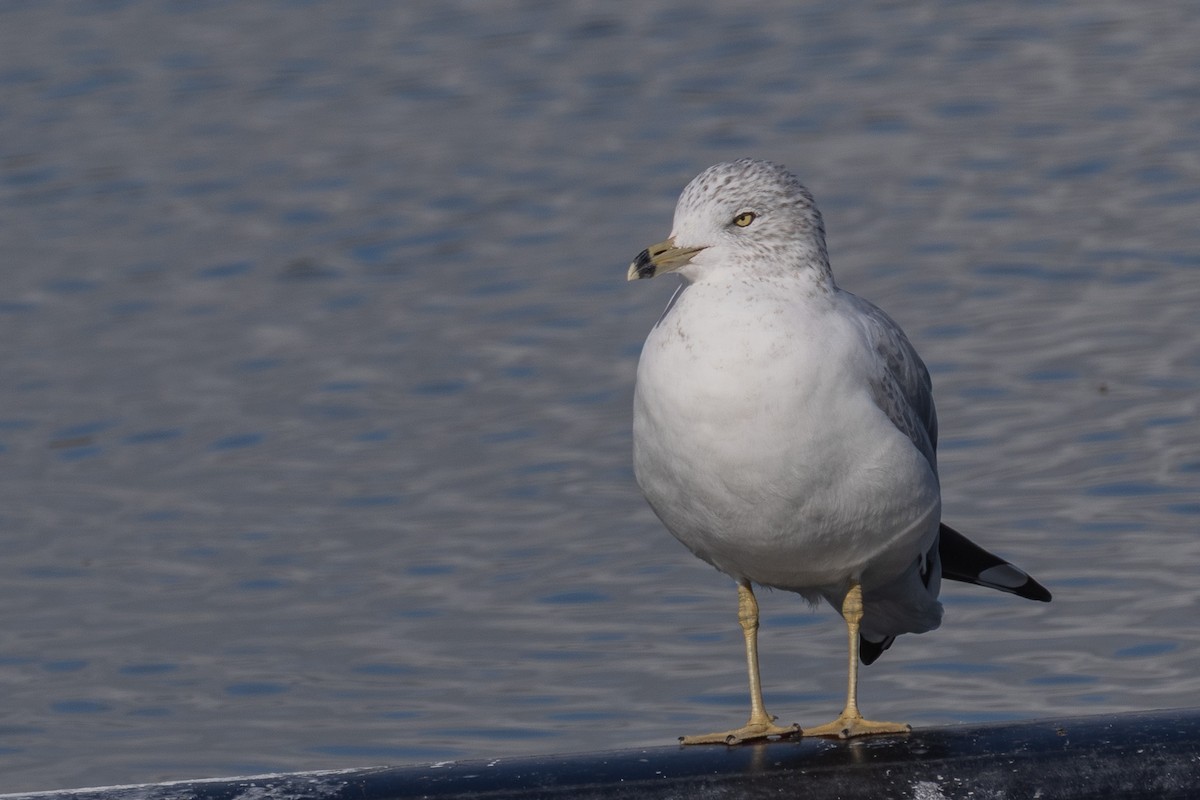 racek kroužkozobý - ML645227667
