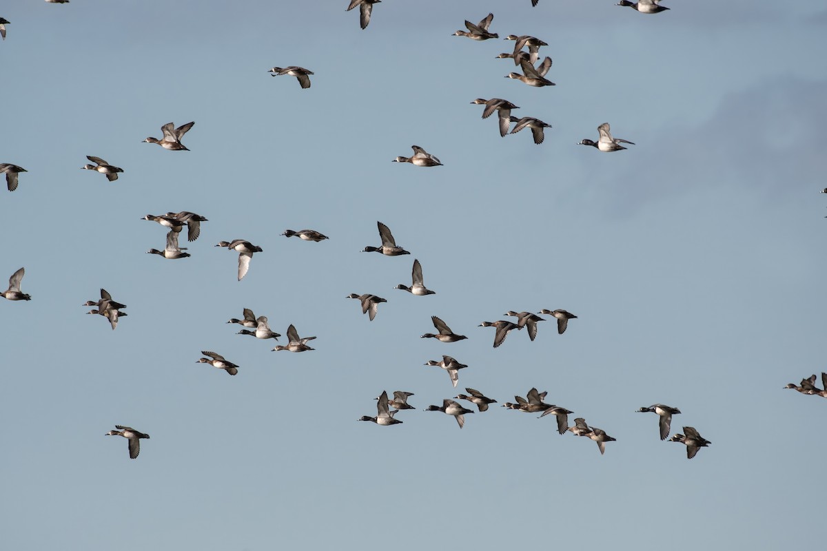 Чернь канадська - ML645227688