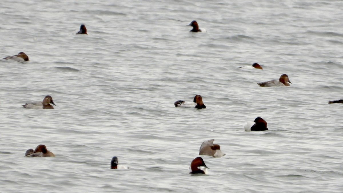 Canvasback - ML645227693