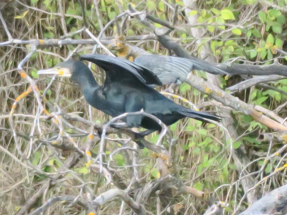 kormorán velký - ML645227697