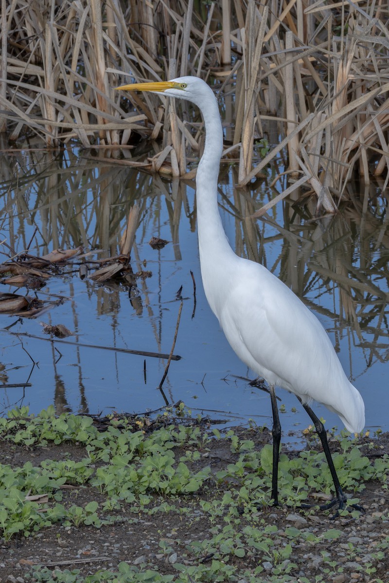 Koartza zuria - ML645227698