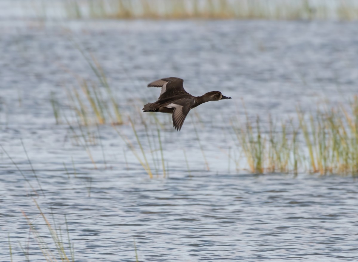 Чернь канадська - ML645227707