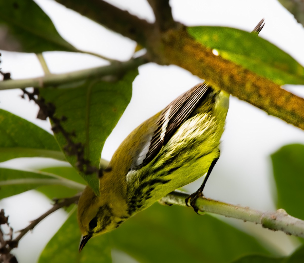 Blackburnian Warbler - ML645227708