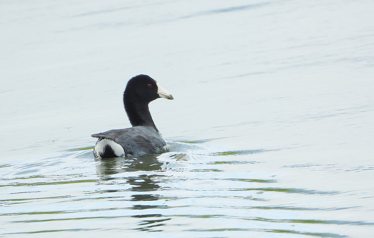 Foulque d'Amérique - ML645227713