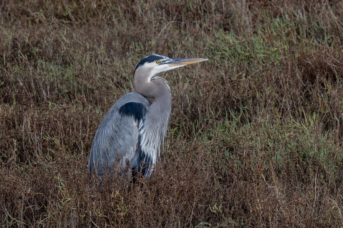 volavka velká - ML645227718