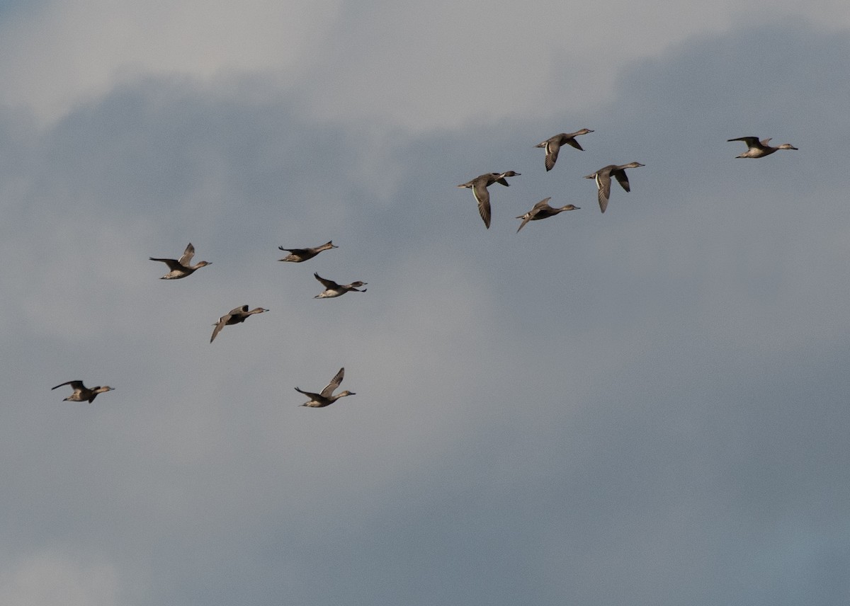 Шилохвіст північний - ML645227723