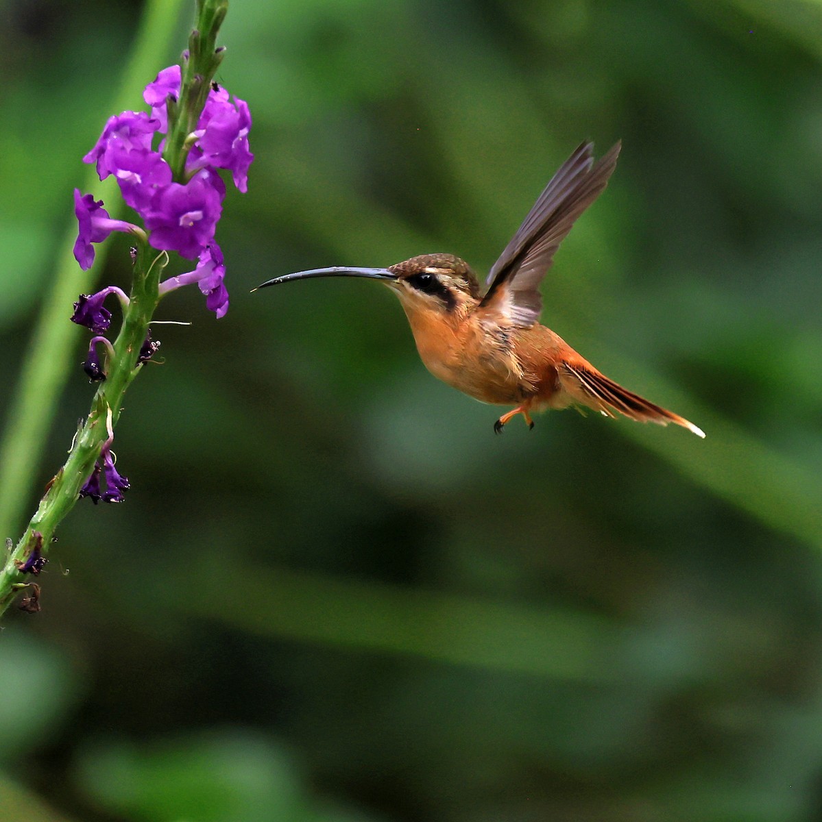 Reddish Hermit - ML645227724