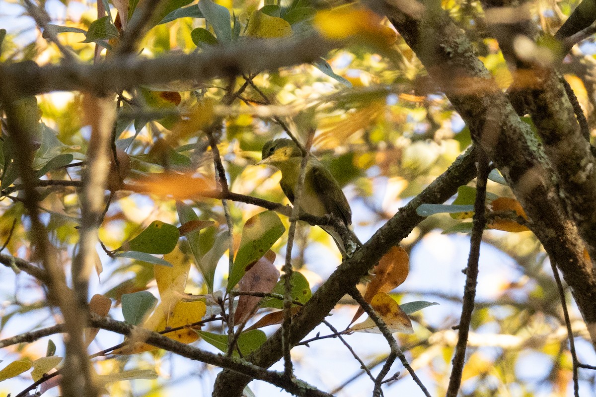 Tennessee Warbler - ML645227727