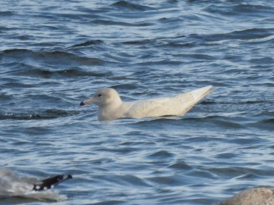 Gavión Hiperbóreo - ML645227734