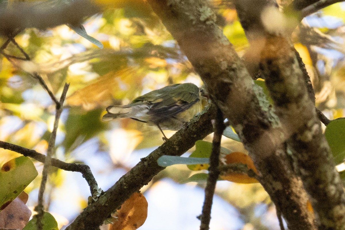 Tennessee Warbler - ML645227741