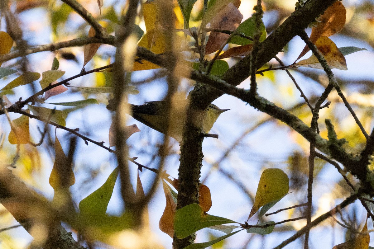 Tennessee Warbler - ML645227742