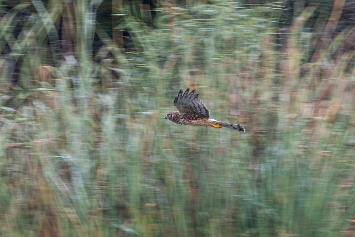 moták severoamerický - ML645227749