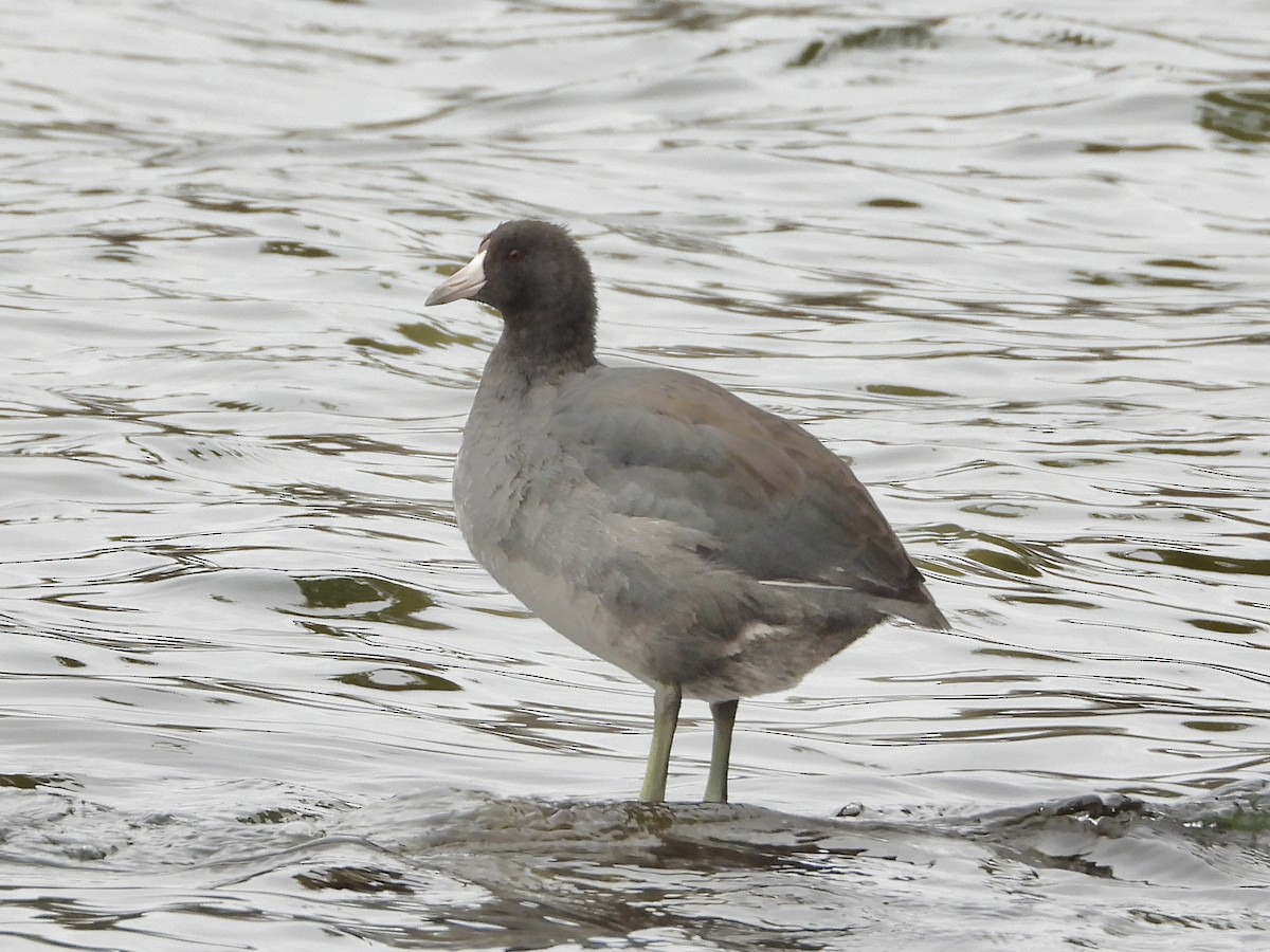 Foulque d'Amérique - ML645227755