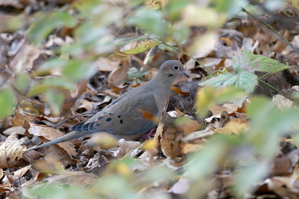 Mourning Dove - ML645227758