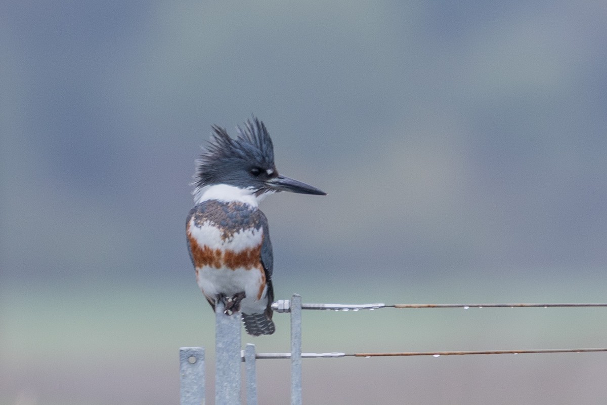 rybařík pruhoprsý - ML645227775