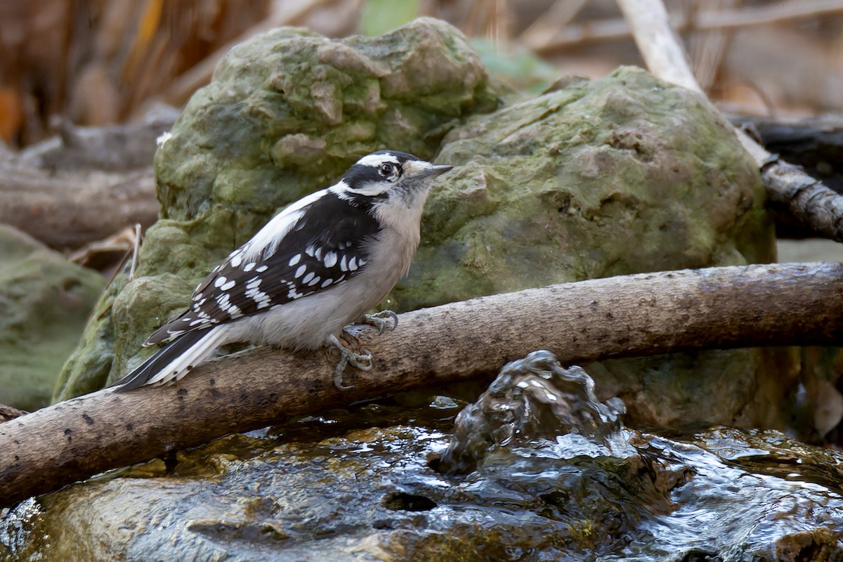 Downy Woodpecker - ML645227802