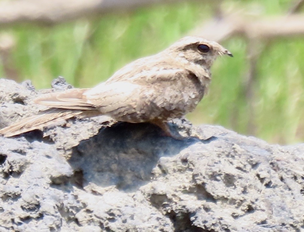 Ladder-tailed Nightjar - ML645227803