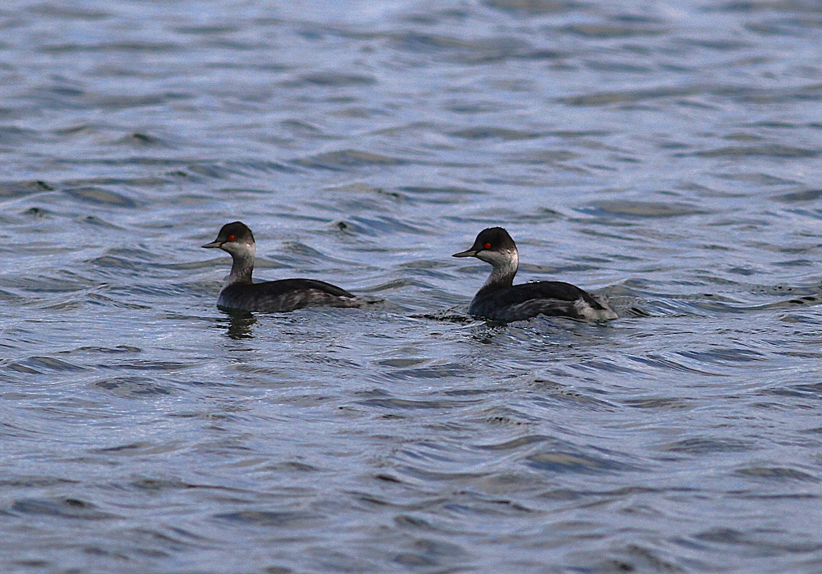 potápka černokrká - ML645227804