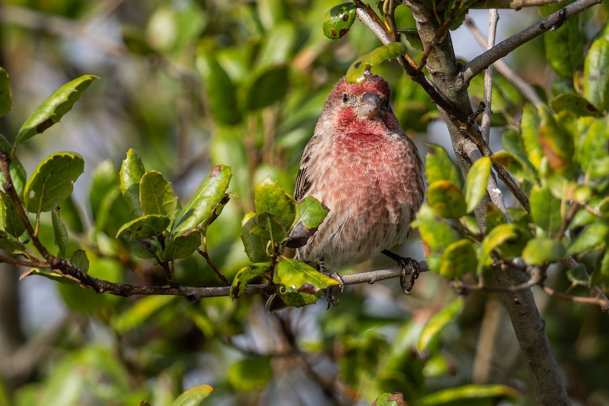 hýl rudoprsý - ML645227809