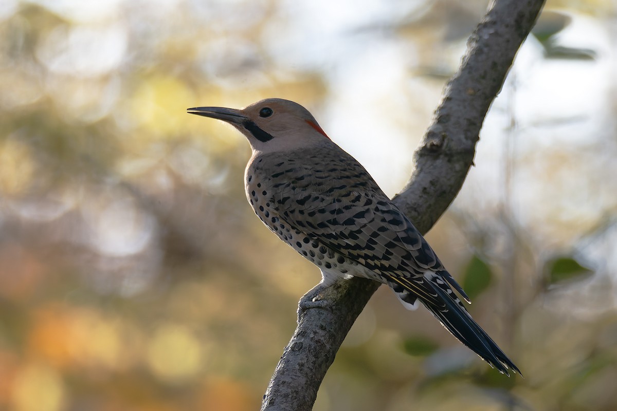 Northern Flicker - ML645227814