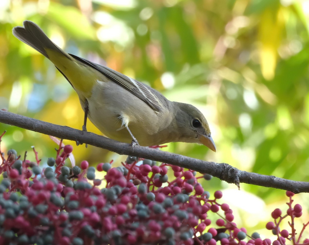 Western Tanager - ML645227826
