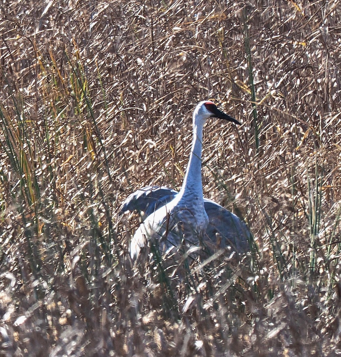Sandhill Crane - ML645227846