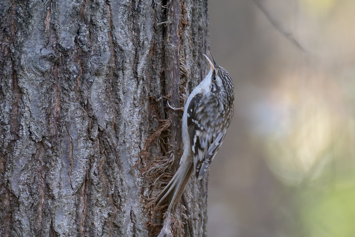 Brown Creeper - ML645227847