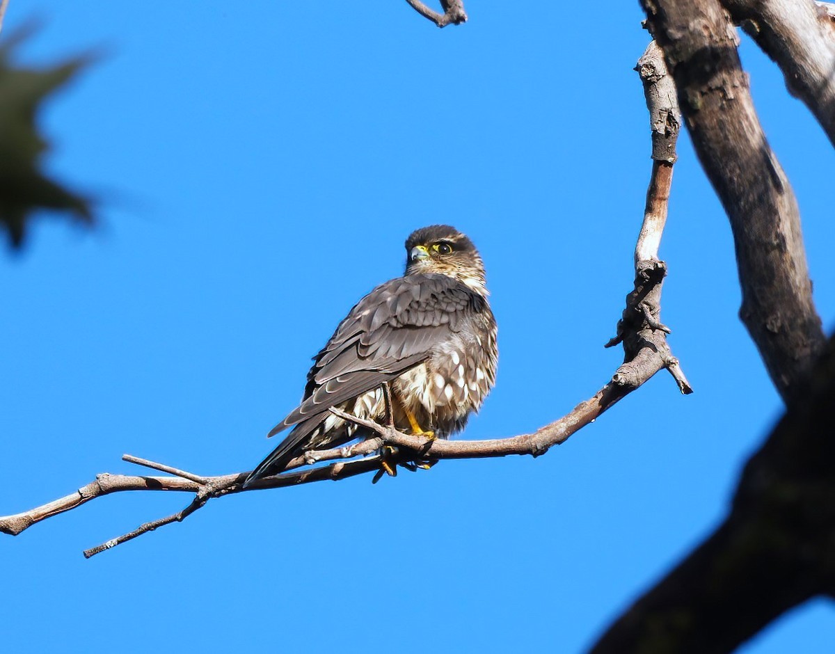 Merlin - ML645227849