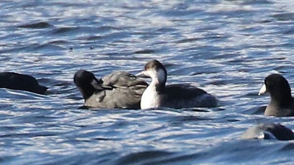 Txilinporta urrebelarria - ML645227850