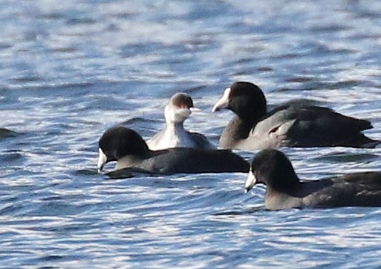 Txilinporta urrebelarria - ML645227851