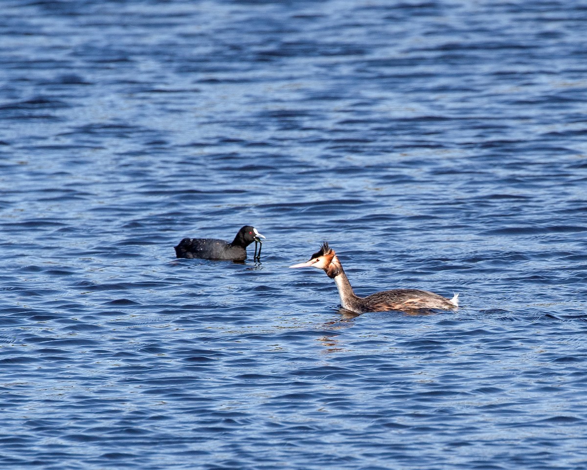 Great Crested Grebe - ML645227852