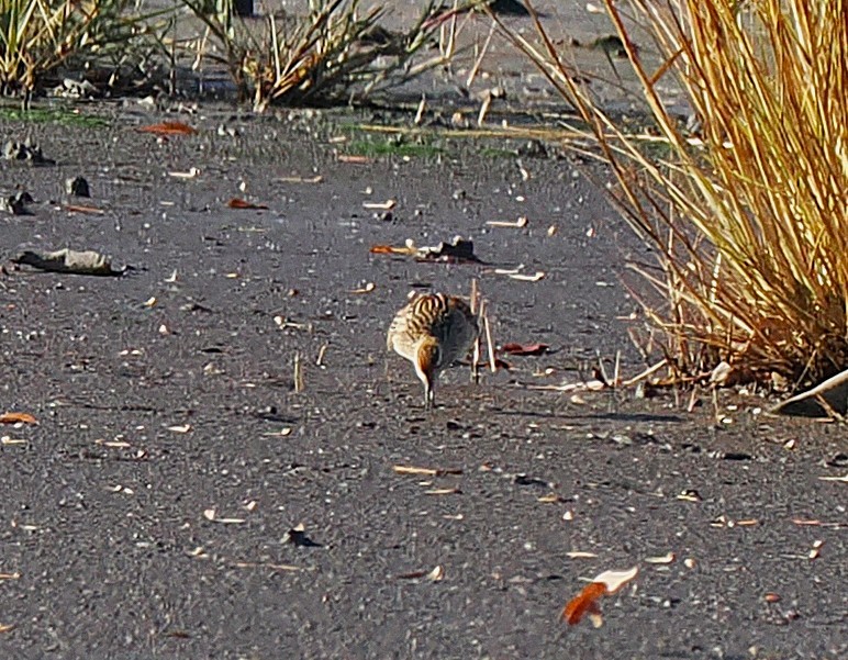 Sharp-tailed Sandpiper - ML645227855