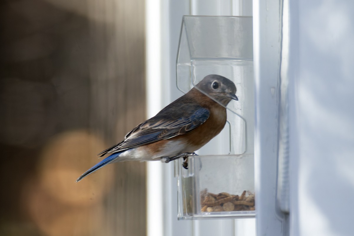 Eastern Bluebird - ML645227856