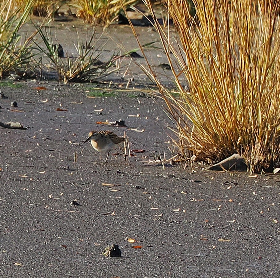 Sharp-tailed Sandpiper - ML645227858