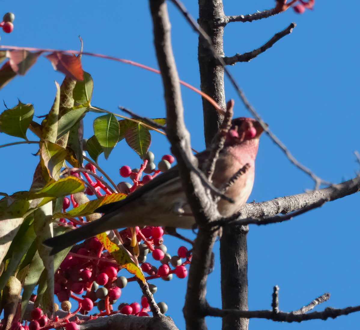 Purple Finch - ML645227859