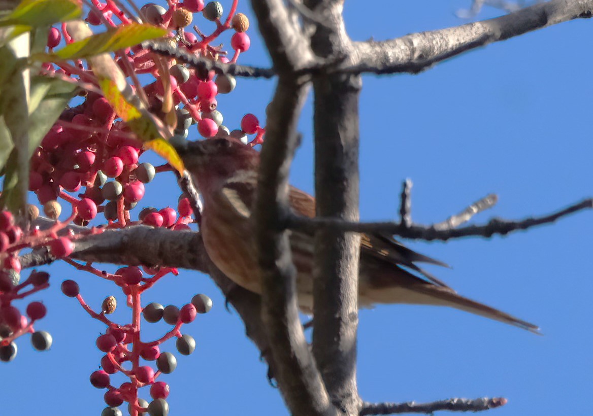 Purple Finch - ML645227860