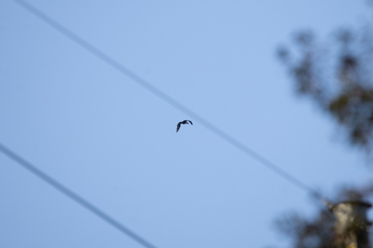 Double-crested Cormorant - ML645227863