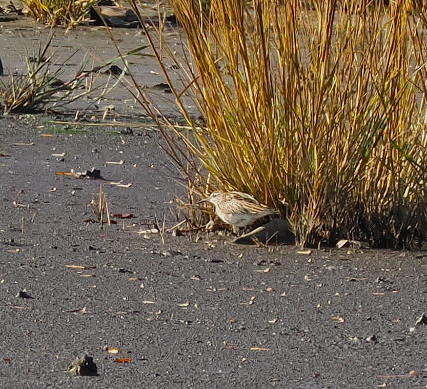 Sharp-tailed Sandpiper - ML645227865