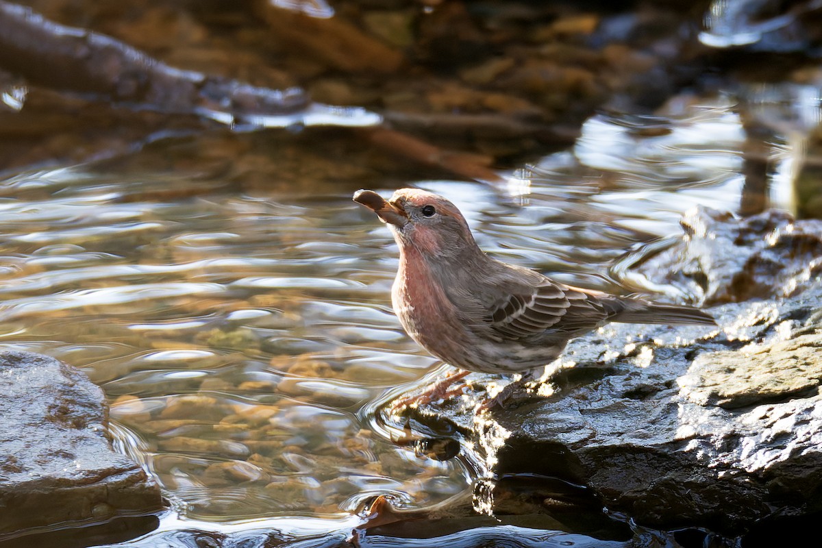 House Finch - ML645227869