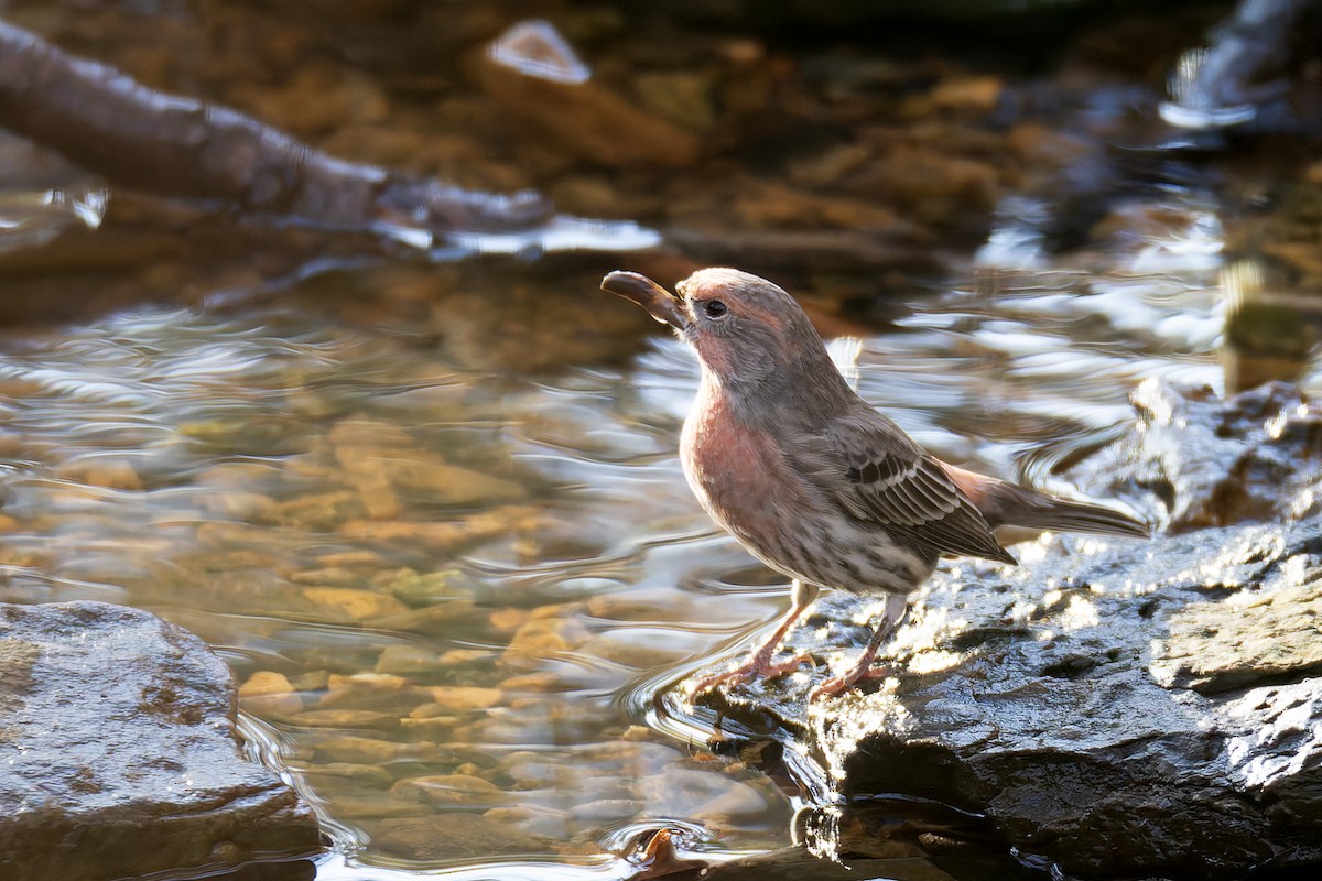 House Finch - ML645227872