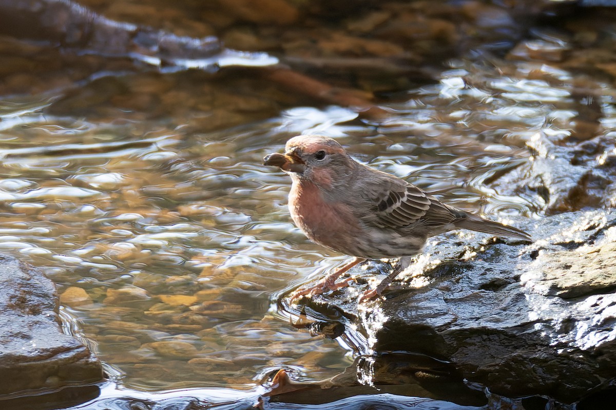 House Finch - ML645227873