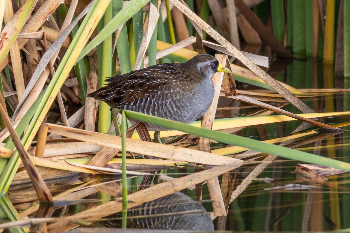 chřástal karolínský - ML645227876