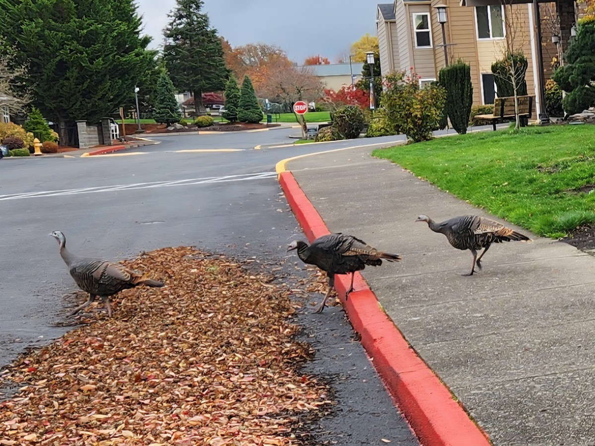 Wild Turkey - ML645227879