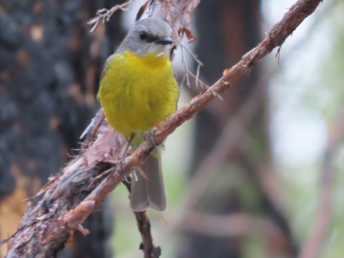 Doğulu Sarı Bülbül - ML645227881