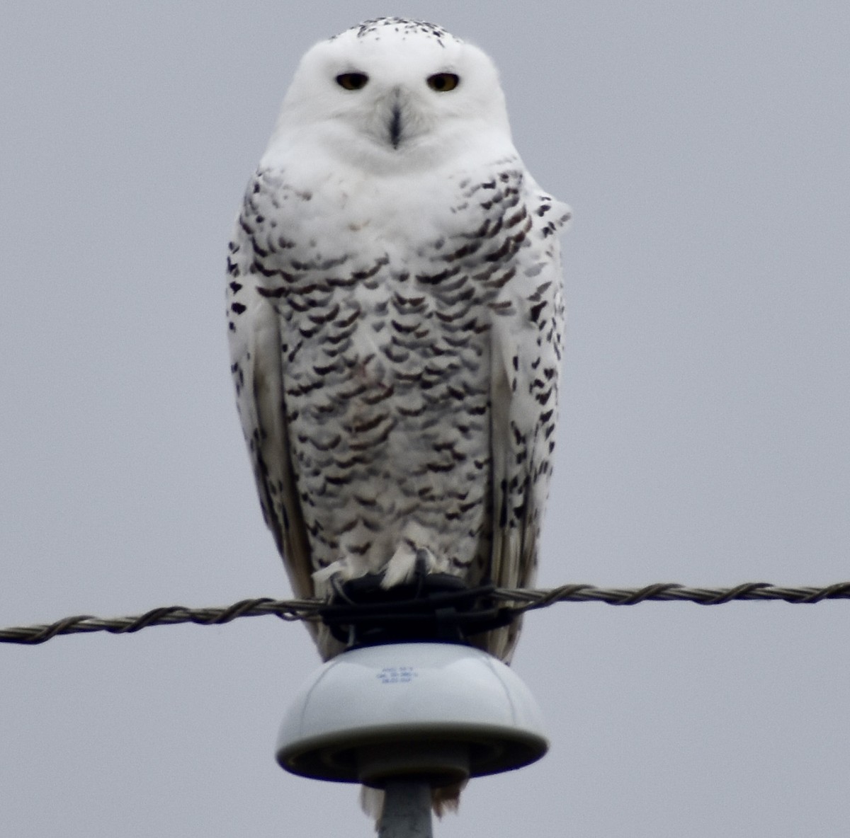 Snowy Owl - ML645227886