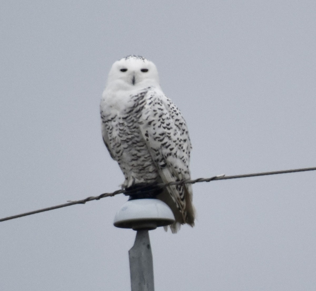 Snowy Owl - ML645227887