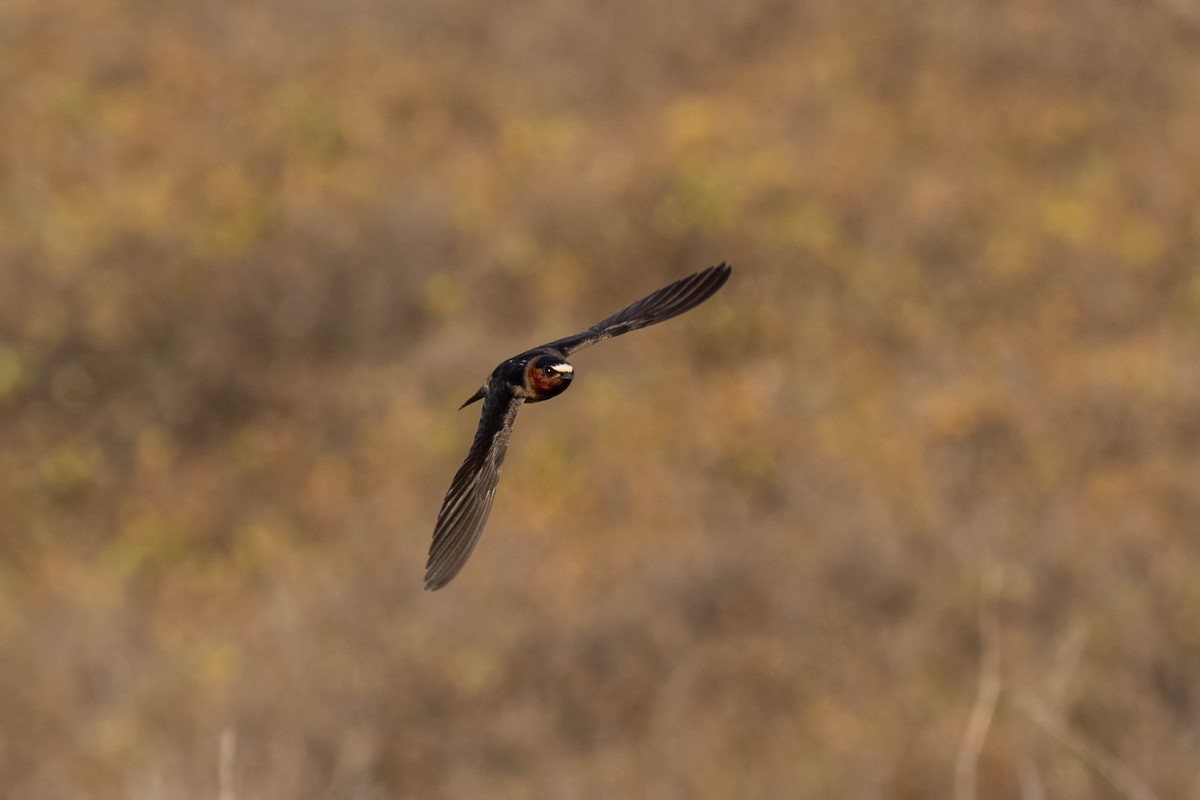 סנונית אמריקנית - ML645227893
